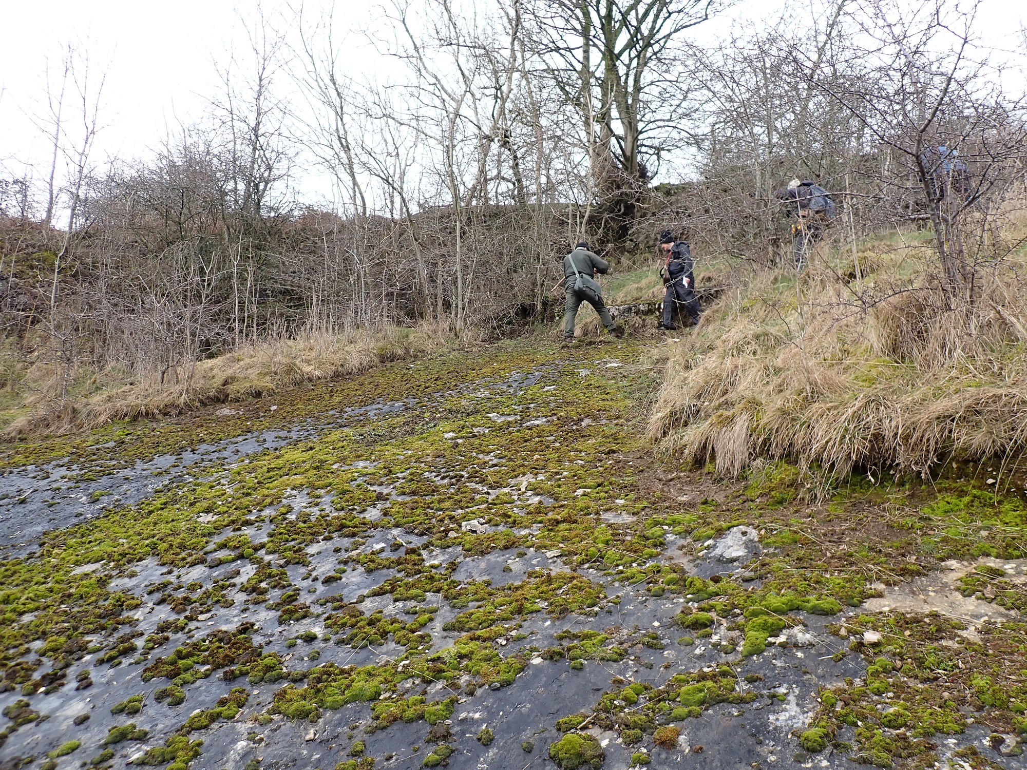 Hutton Roof Bryophyte Trip Report Cumbria Lichens And Bryophytes