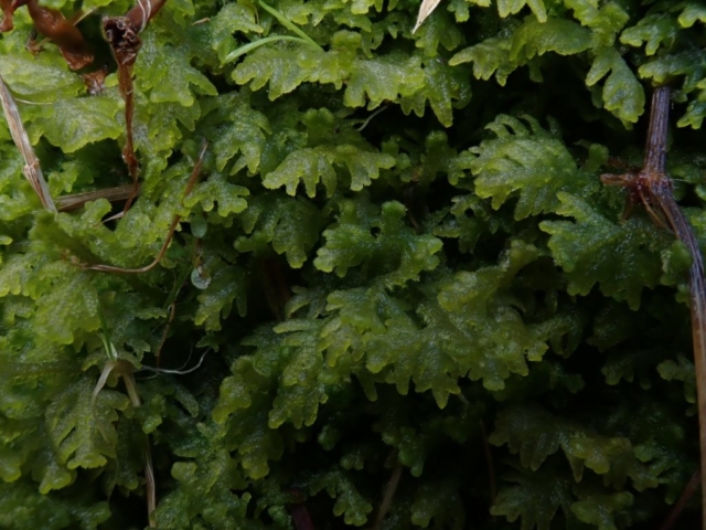 Handsome Woolywort (Trichocolea tomentella)