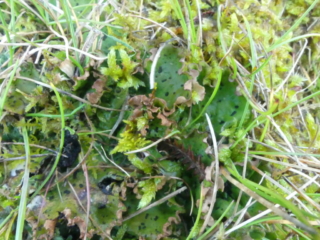 Peltigera leucophlebia, not fertile