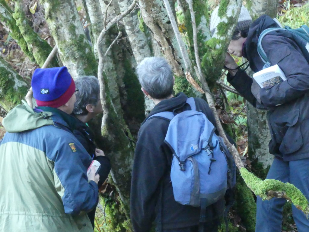 CLBG lichenologists inspecting a hazel