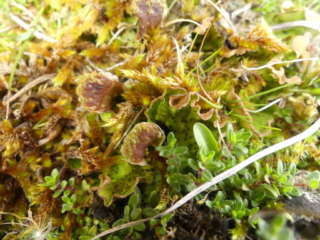 Fertile Peltigera leucophlebia