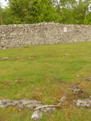 Peltigera leucophlebia limestone pavement habitat