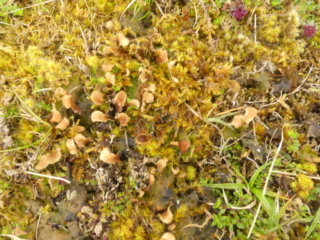 A patch of fertile Peltigera leucophlebia