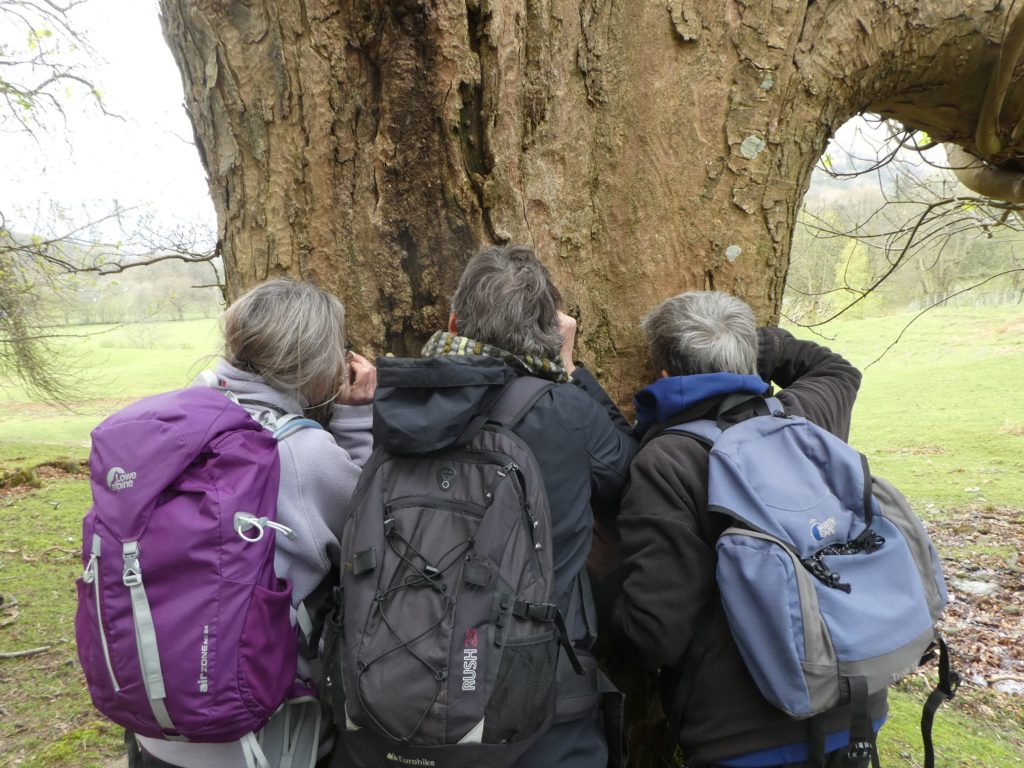 Looking for lichens at Rydal - April Windle