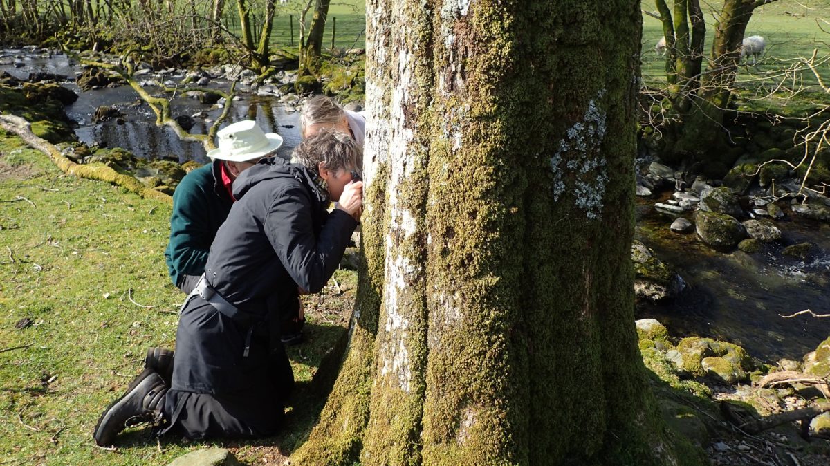 Examining rare lichens on a tree at Rydal Park, near Ambleside in 2019