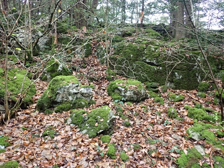 Bryophyte habitats on stone walls, rocks and remains of limestone pavement 