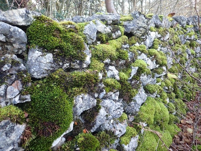 Bryophyte habitats on stone walls, rocks and remains of limestone pavement 