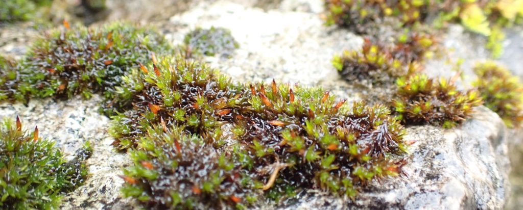 Orthotrichum anomalum in the foreground, with Orthotrichum cupulatum behind and right