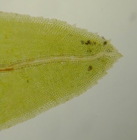 Fissidens dubius leaf under microscope