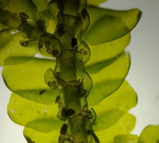 Porella platyphylla close-up showing underleaves and lobules