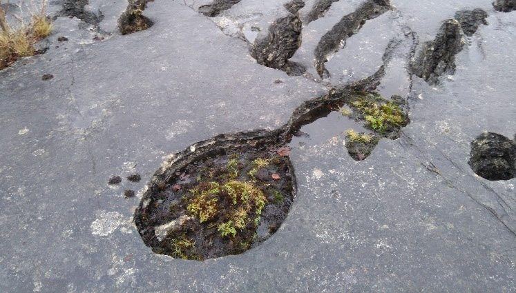 Bryophytes on exposed rock