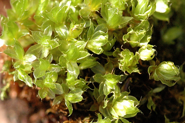 Bryum capillare. James Lindsey at Ecology of Commanster, CC BY-SA 2.5 