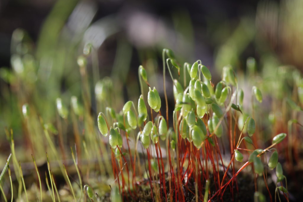 Bryum capillare. Björn S..., CC BY-SA 2.0