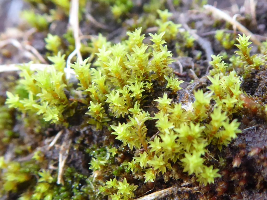 Bryum pseudotriquetrum young plants, Bradleyfield