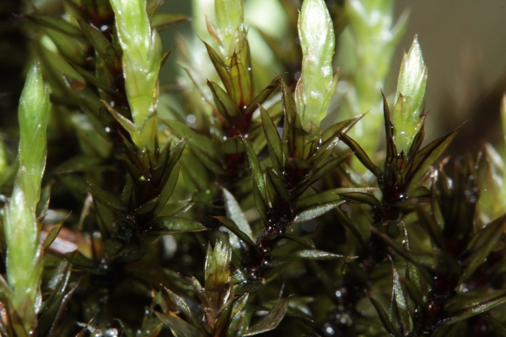 Bryum pseudotriquetrum. HermannSchachner, CC0, via Wikimedia Commons)