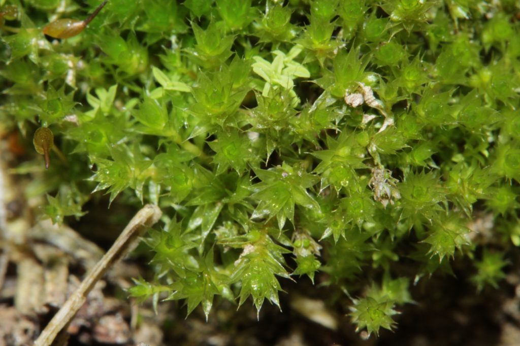 Bryum dichotomum. HermannSchachner, CC0, via Wikimedia Commons