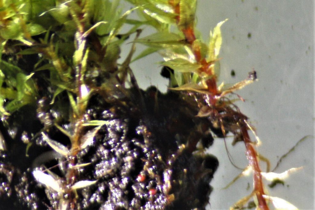 Bryum rubens in soil