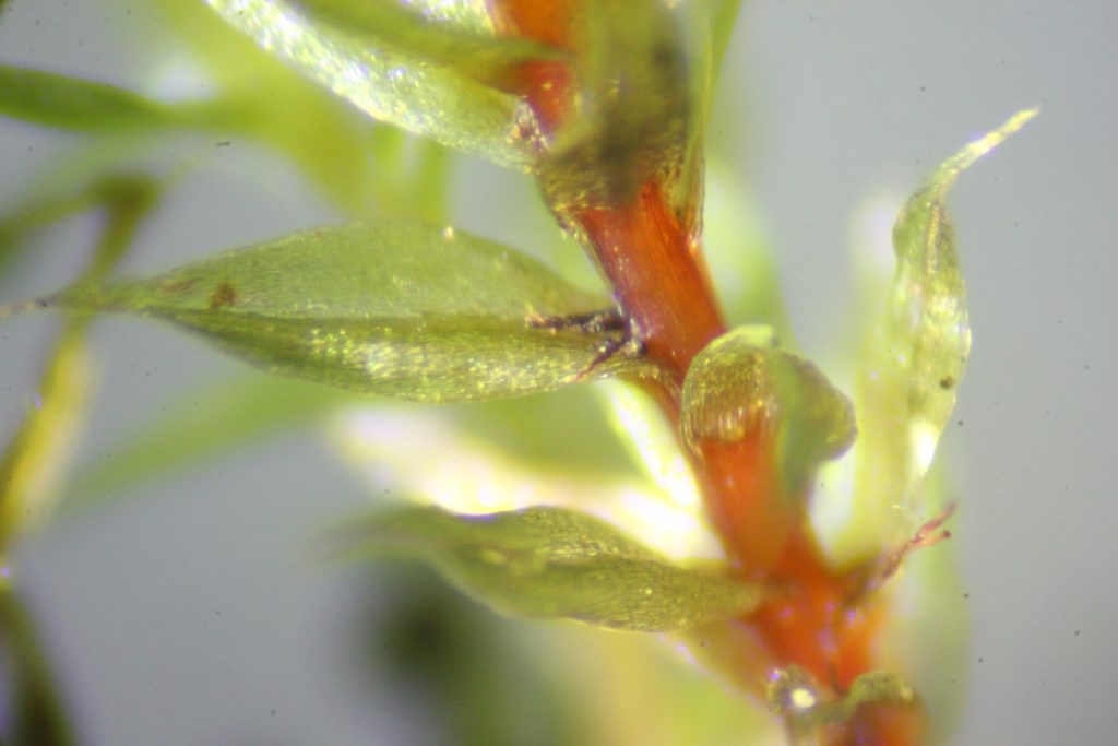 Bryum rubens stem + leaves
