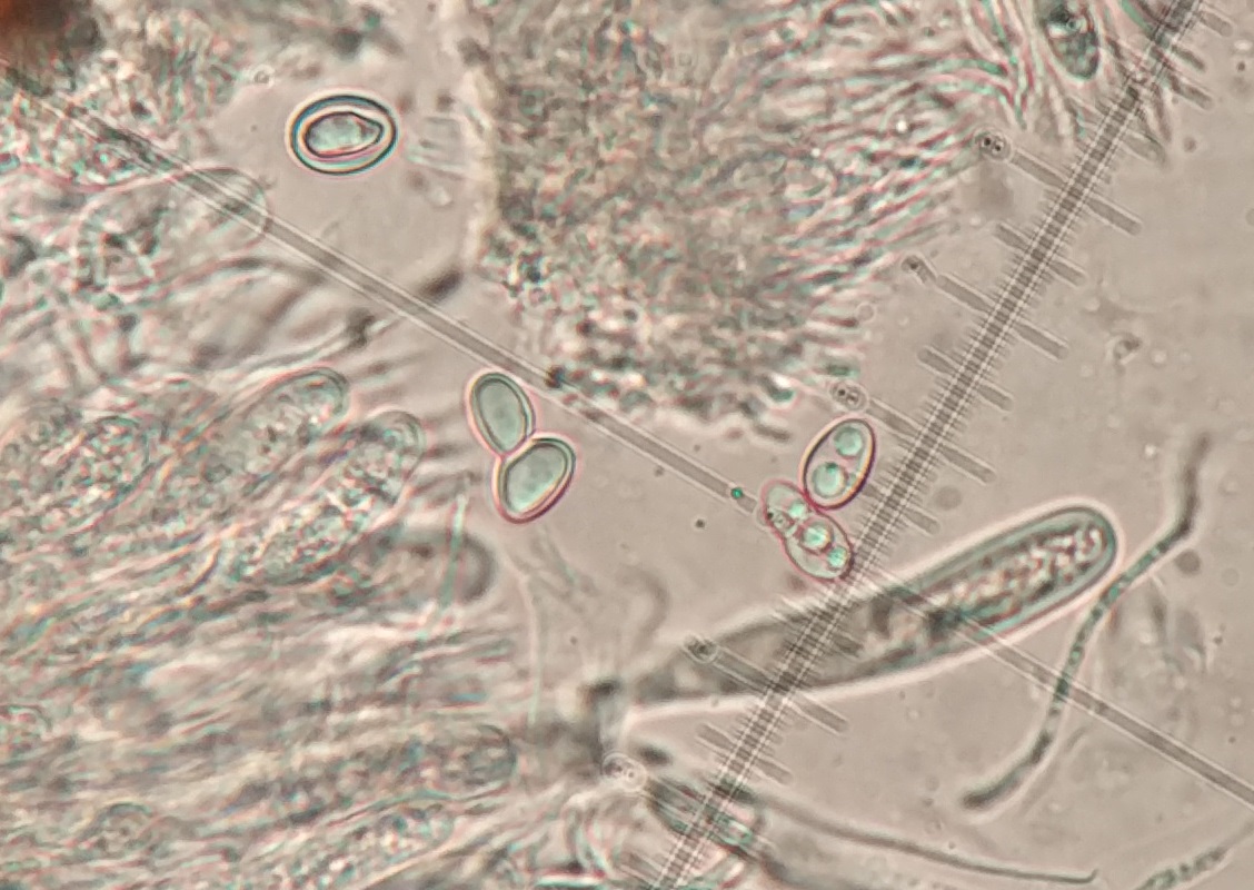 Anisomeridium biforme Spores 11x6μm