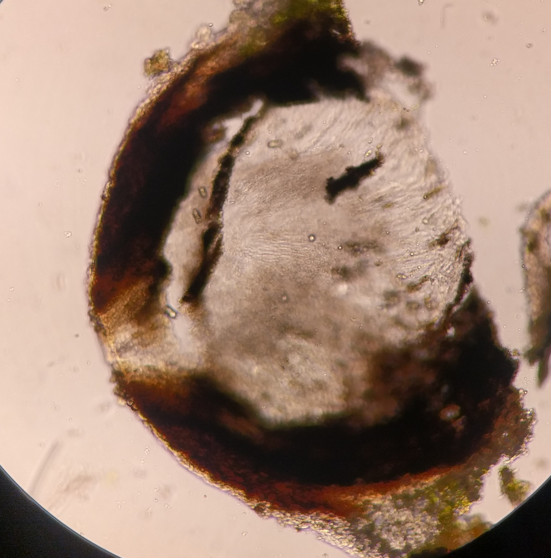 Acrocordia gemmata perithecium