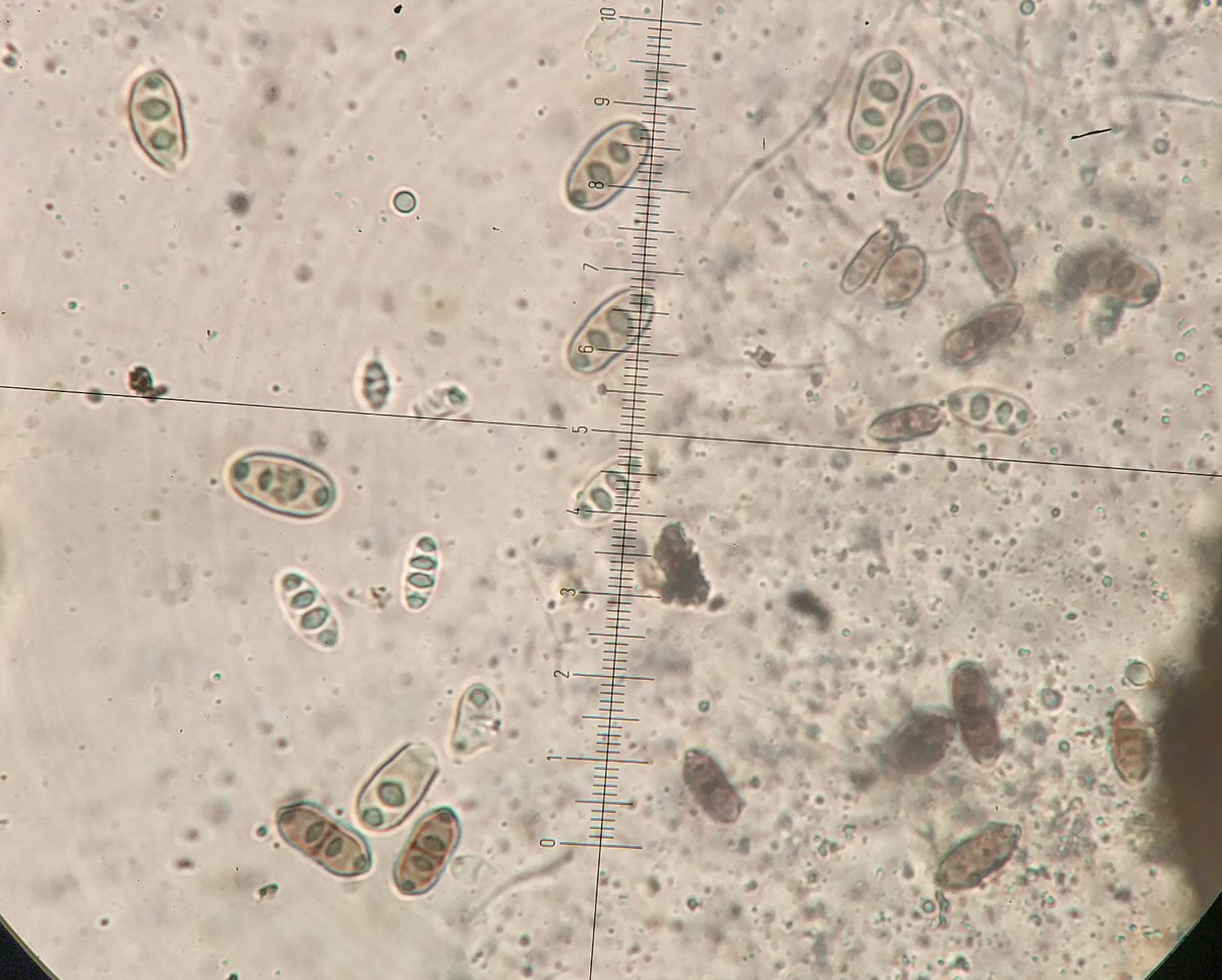 Acrocordia gemmata 20x8μm K