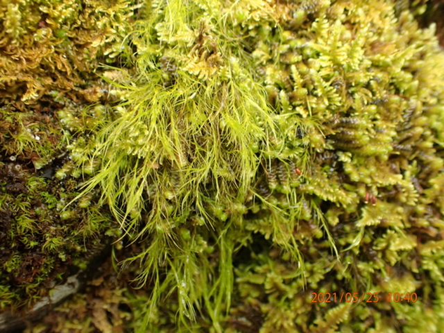 Bryophytes on a stone wall:  Flexitrichum gracile (formerly Ditrichum), Scapania aspera, Ctenidium molluscum and Tortella tortuosa.