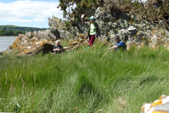 Juncus gerardii and 3 lichenologists at Roudsea