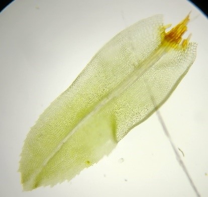 Leptodontium flexifolium leaf
