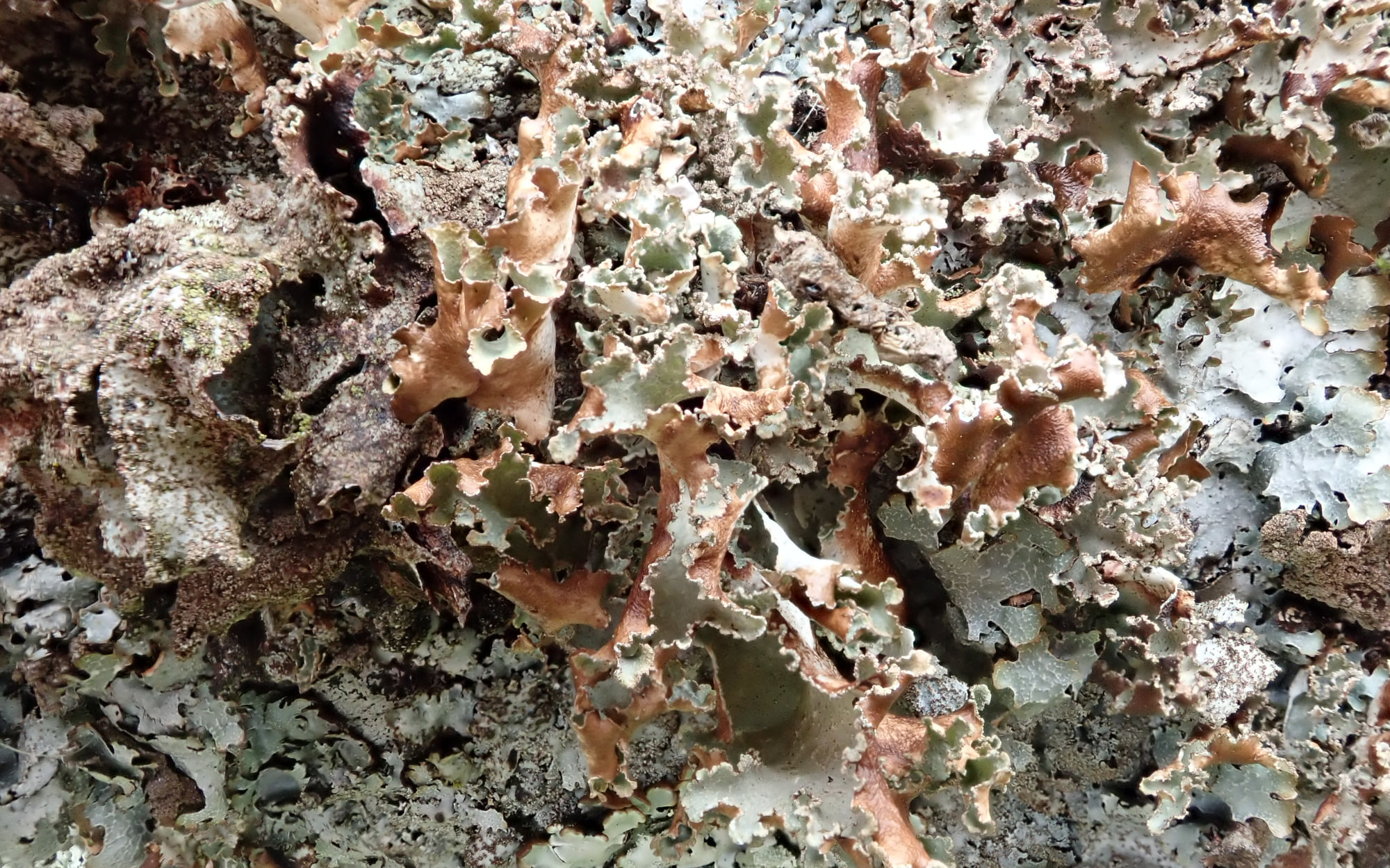 Platismatia glauca growing on a well-lichenised piece of rock