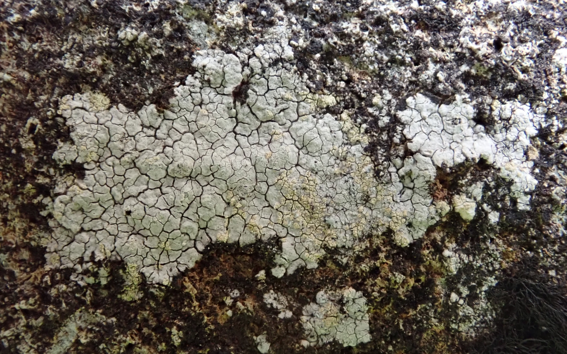 Trapelia placodioides, looking almost lobate at the edges, with creamy soredia growing near the edges and around cracks in the thallus
