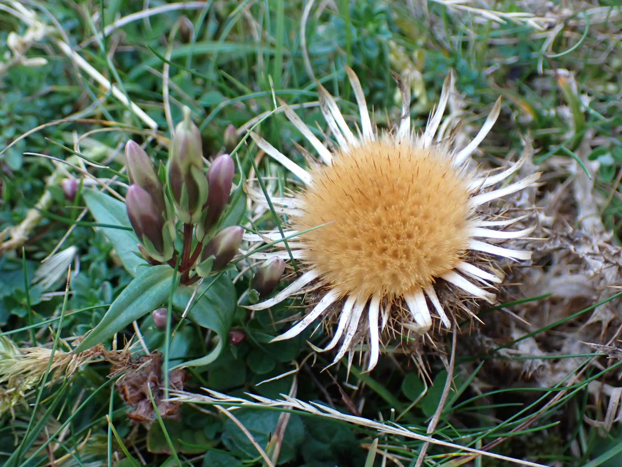 Autumn gentian and Carline thistle