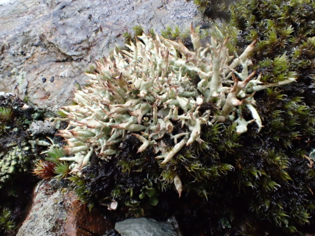 Cladonia uncialis subsp. biuncialis