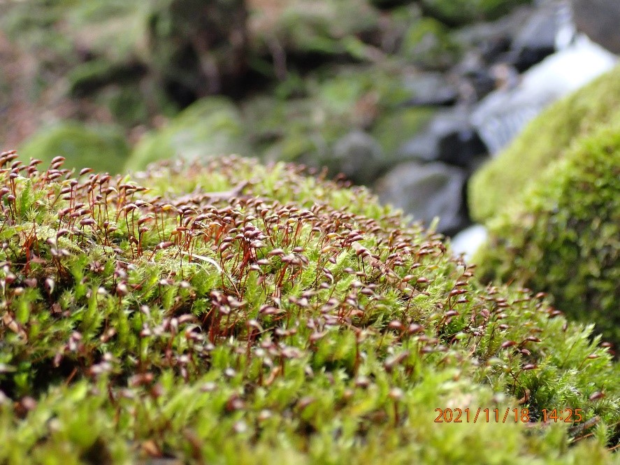 Brachythecium plumosum