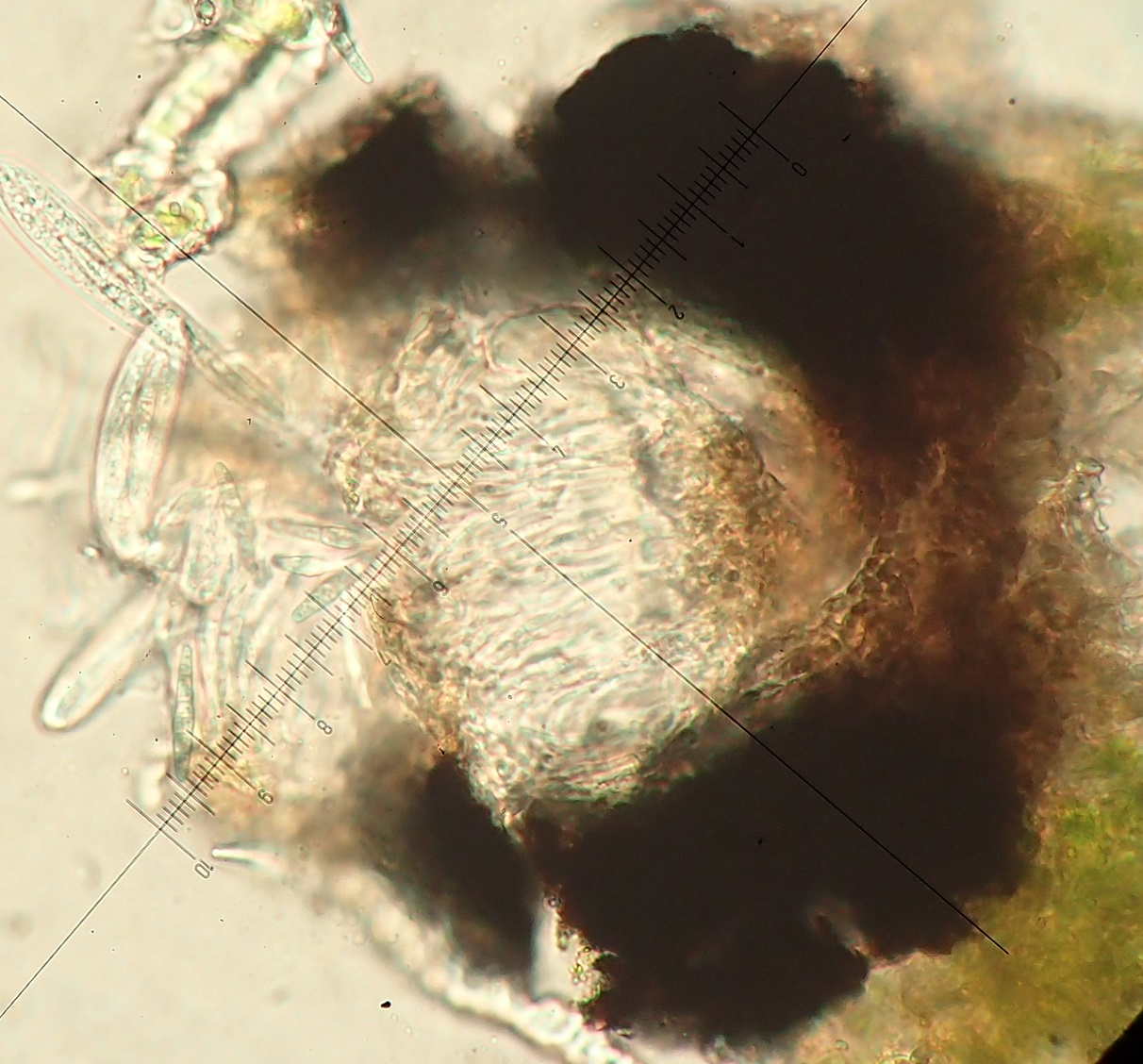 Opegrapha niveoatra lirella section with 5-7-septate thin spores in asci