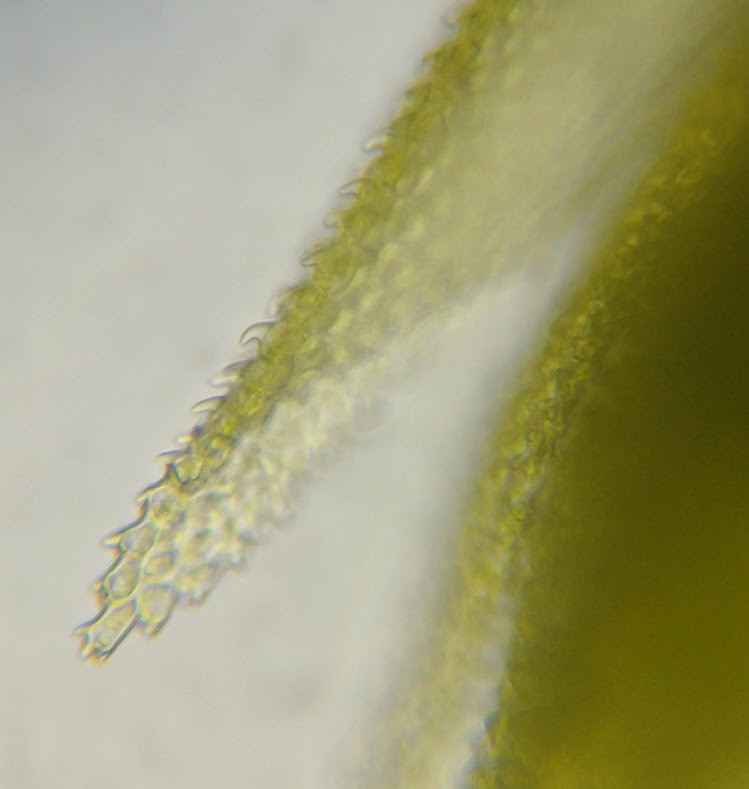 Distinctive leaf tips with a crown of papillae, rather than the single papilla on Thuidium tamariscum