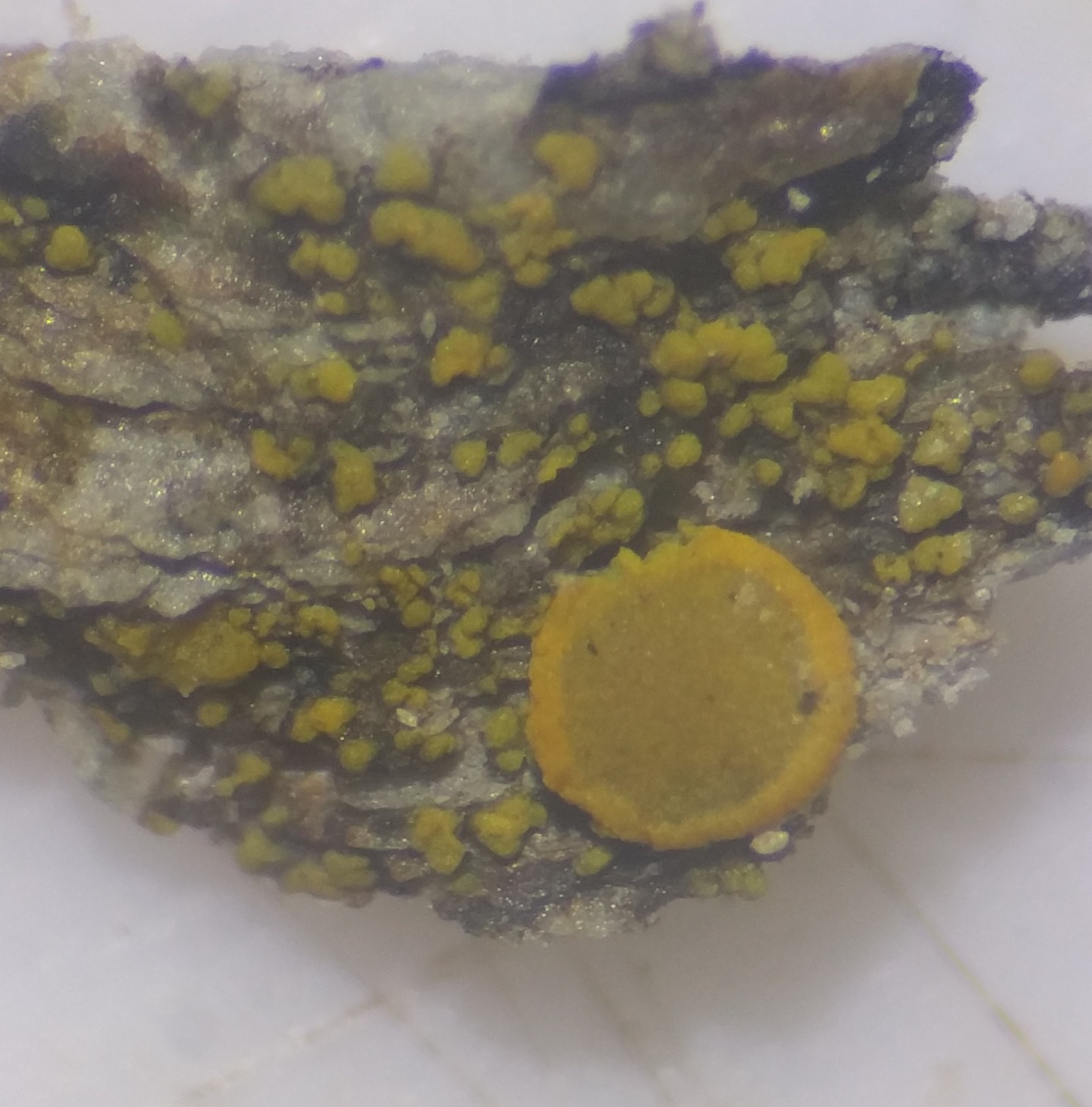 Caloplaca arcis has yellow thallus and fruit with margin