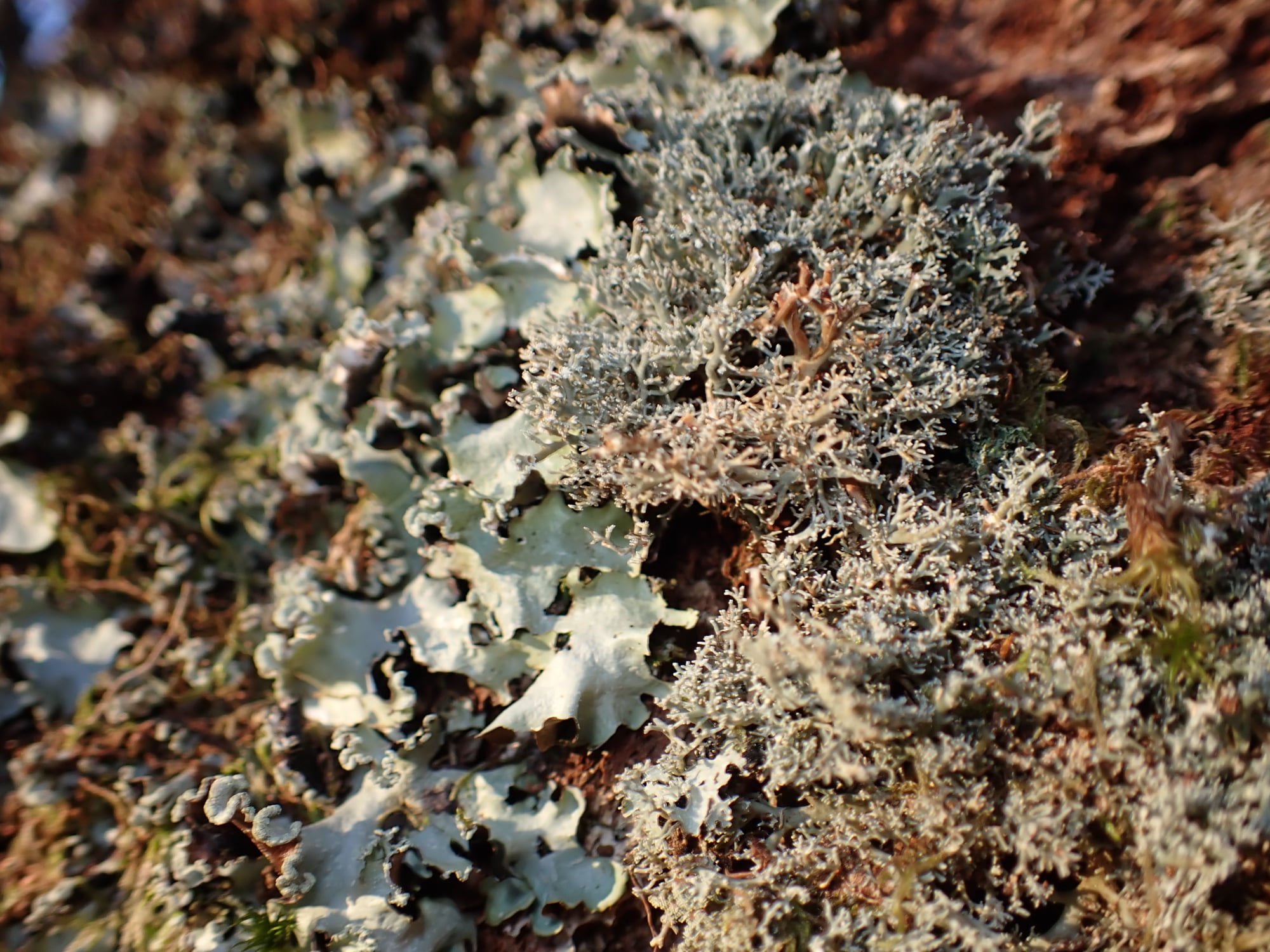 Cetrelia olivetorum and Sphaerophorus globosus