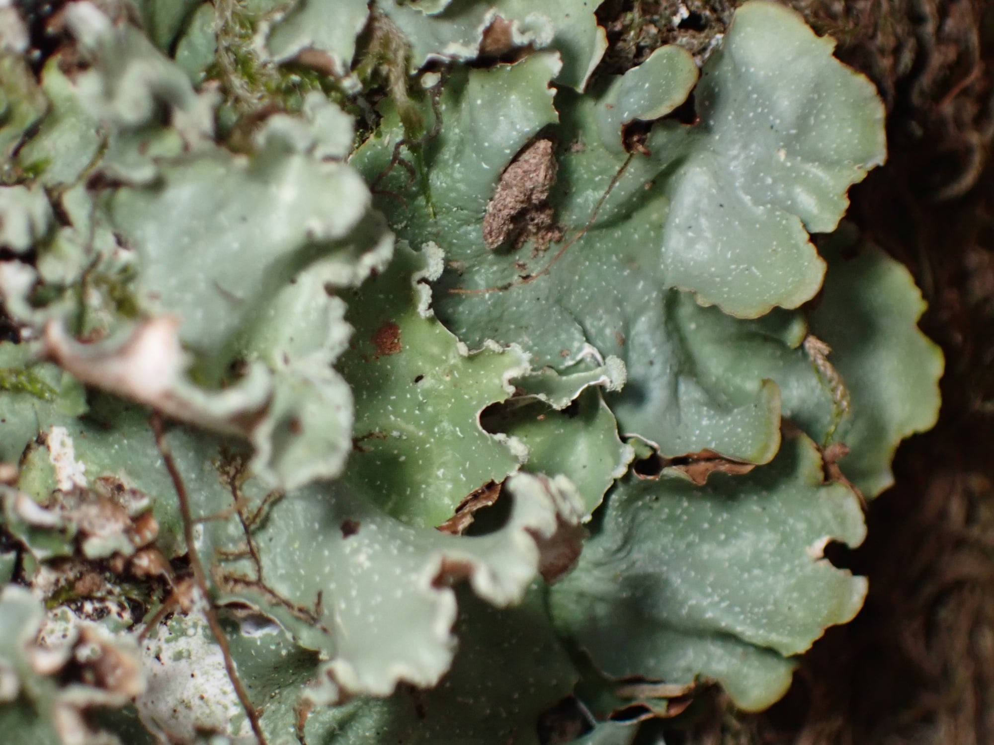 Cetrelia olivetorum