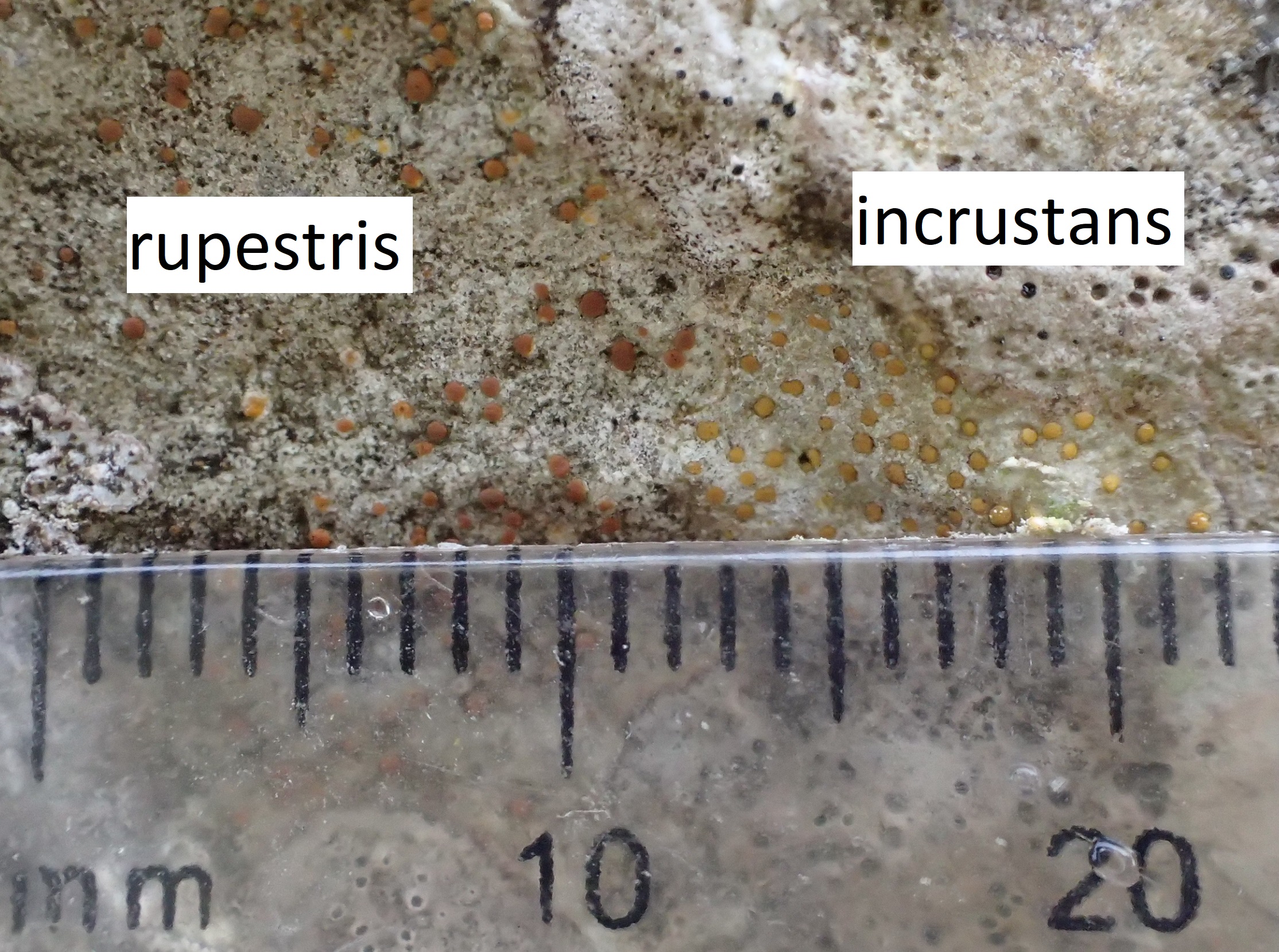Protoblastenia rupestris  and Protoblastenia incrustans