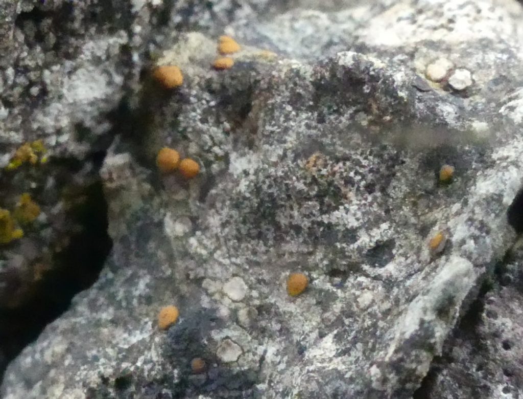 Protoblastenia calva showing shallow pits