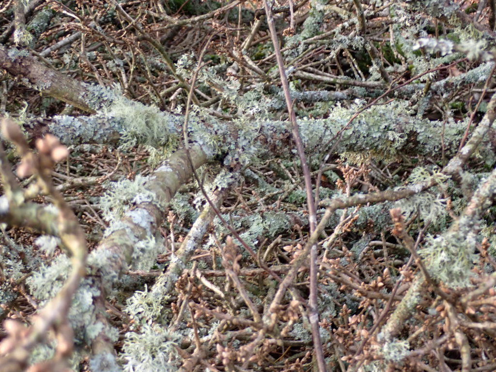 A lot of lichens came down with the trees