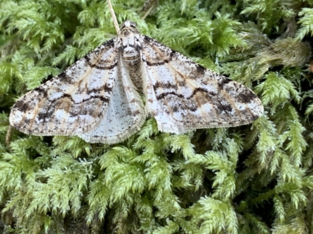Spring usher moth