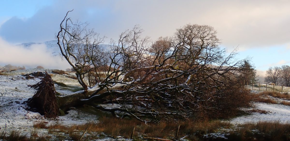 Landmark oak, fallen by the Rothay