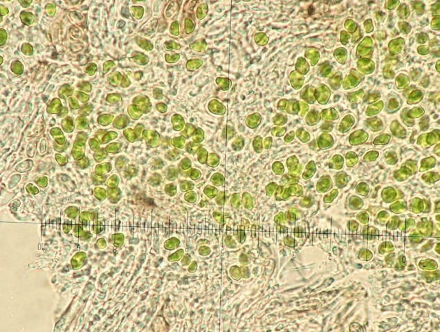 Fuscidea kochiana: chlorococcoid algae binary fission at crosshairs
