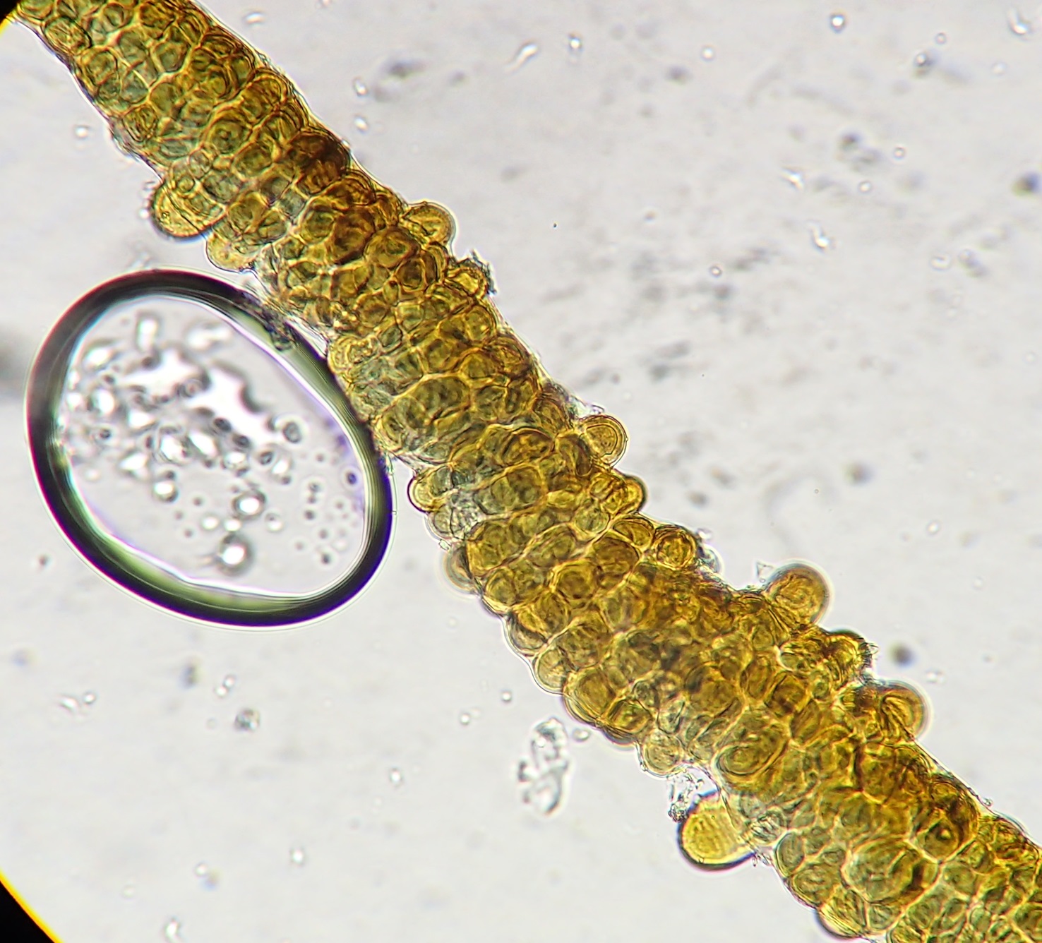 Stigonema cyanobacterium