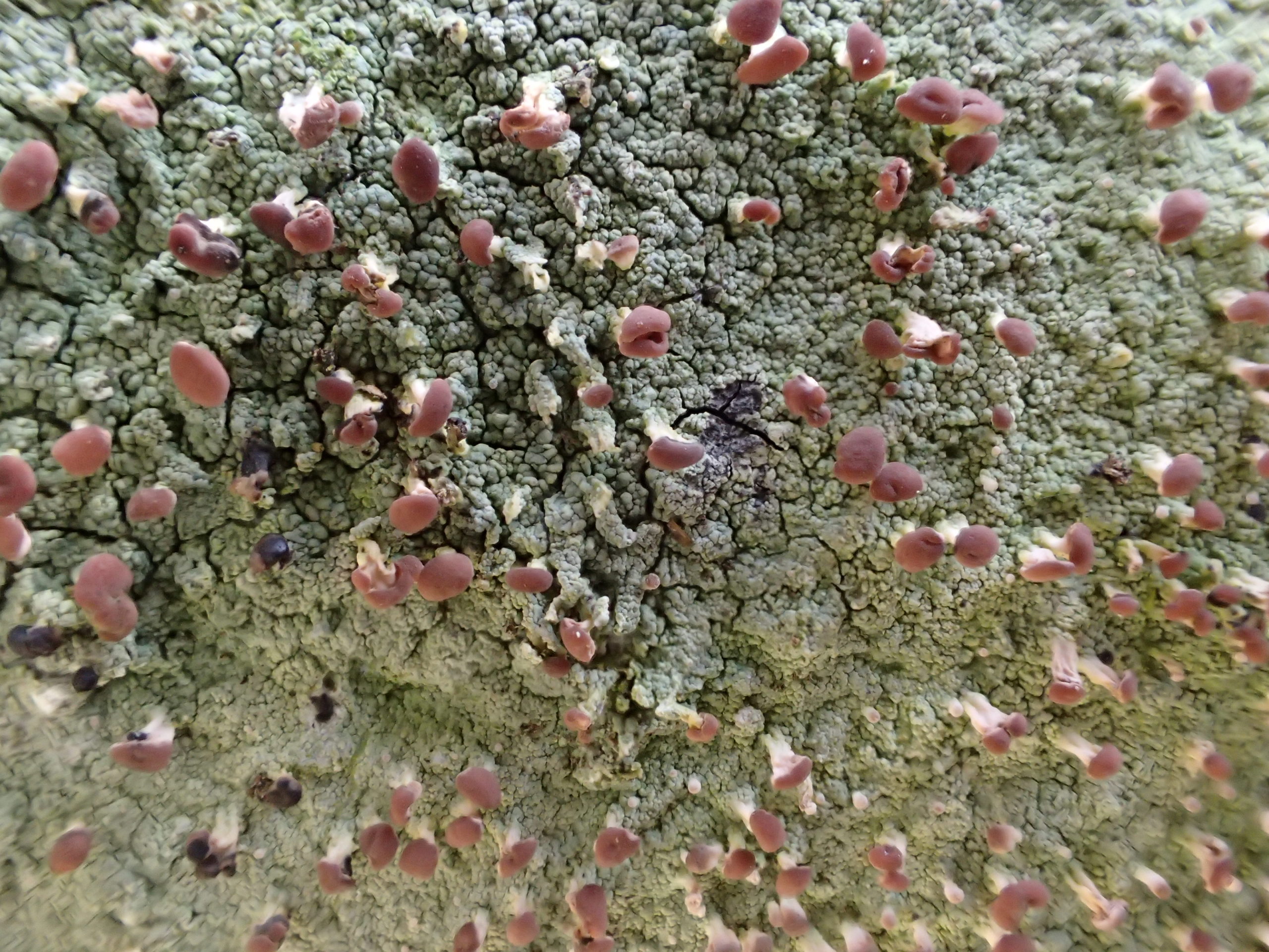 Baeomyces rufus on a dry-stone wall