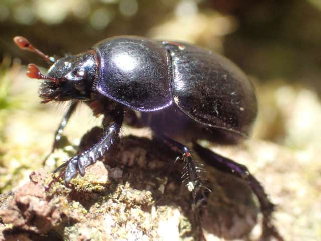 A dor beetle sunning itself
