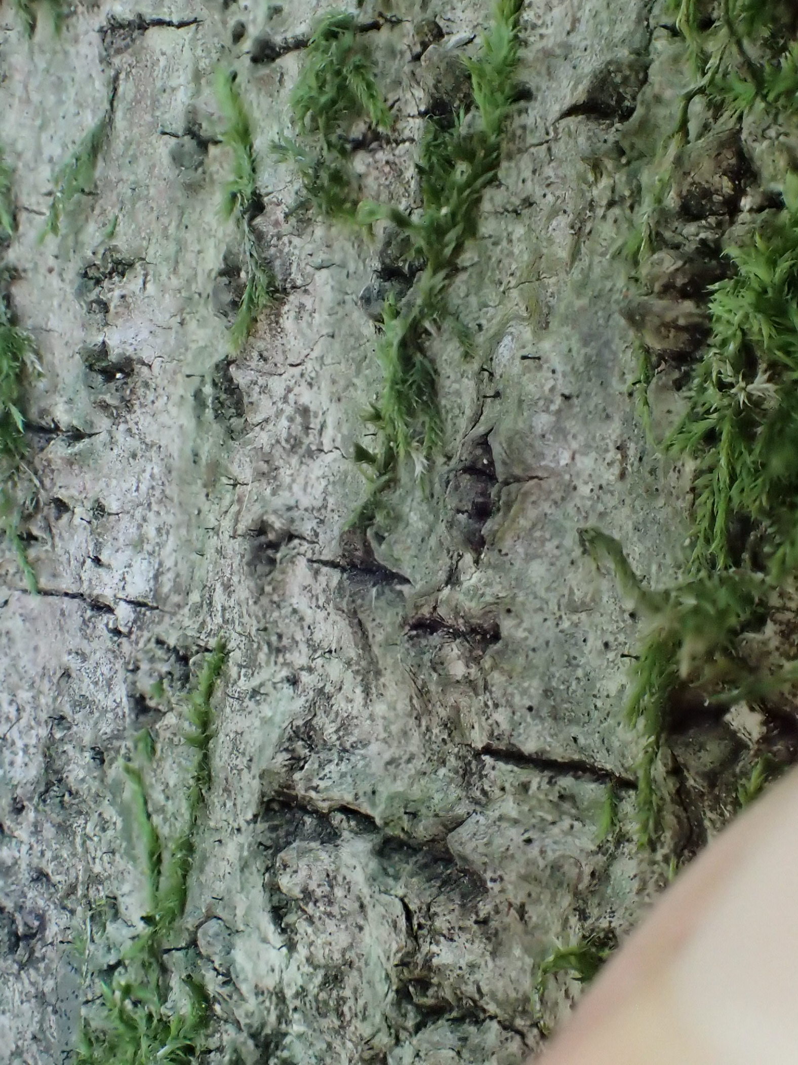 Stenocybe septata, black pinheads on pale grey thallus, on holly