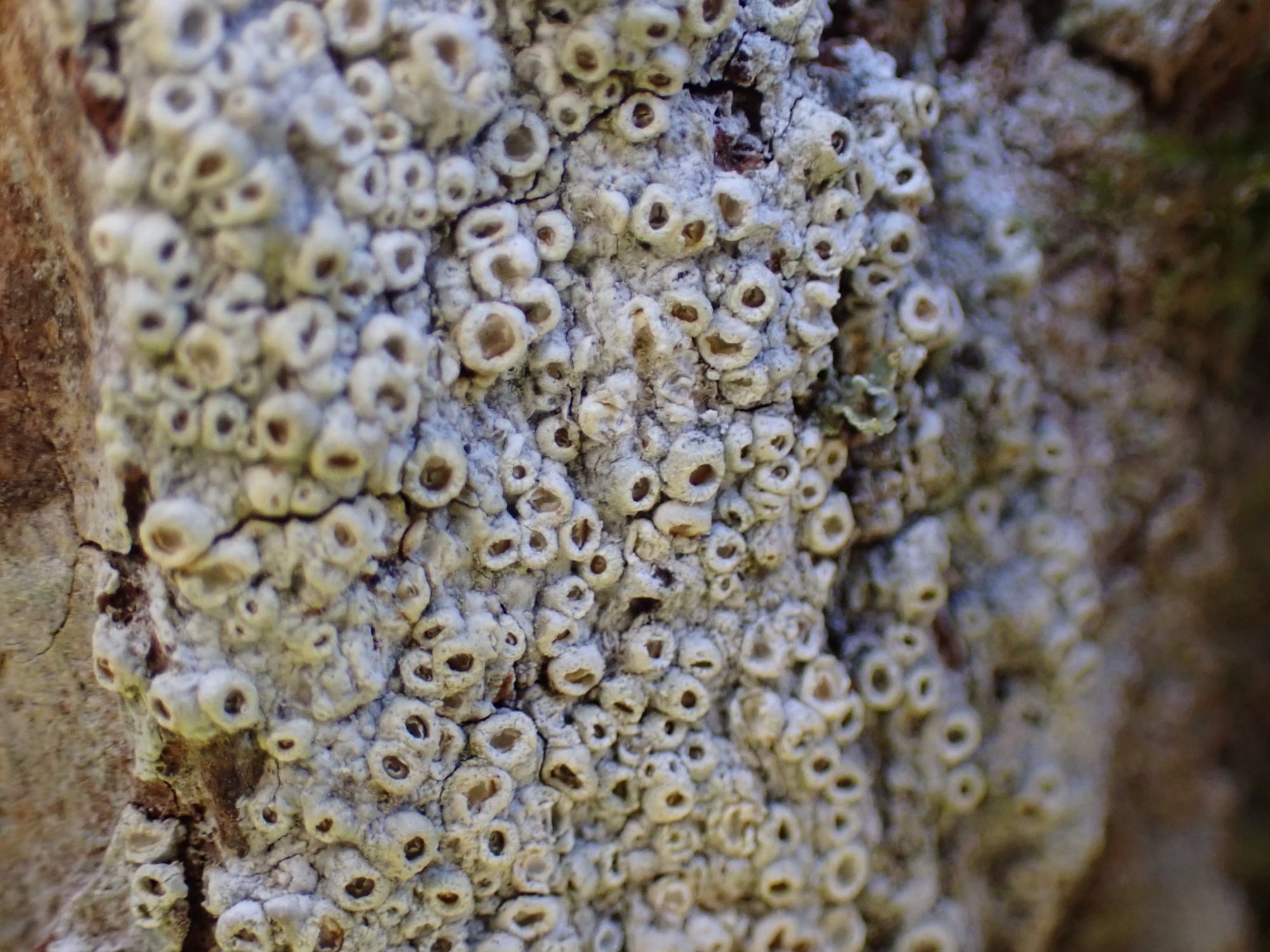 Thelotrema lepadinum on oak with the "inner lining" visible in several apothecia