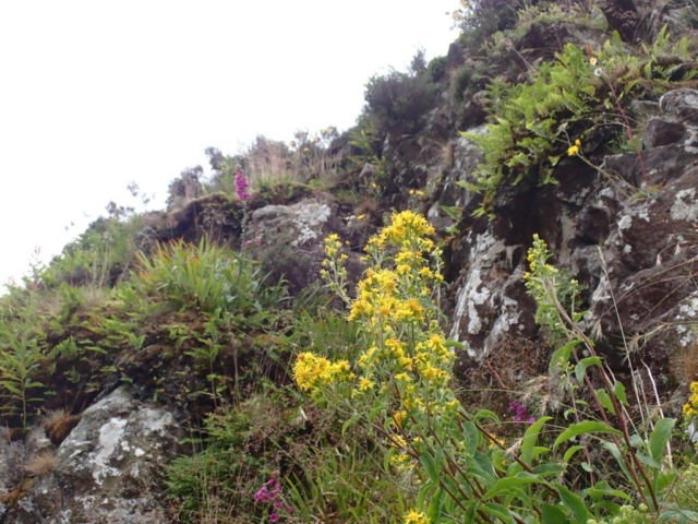 Lovely ledge plant communities on Wolf Crag